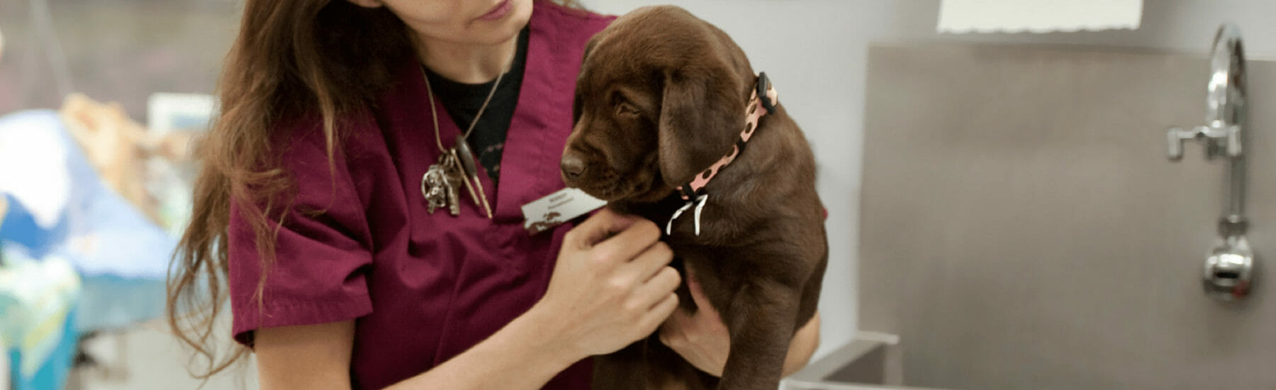 puppies-vaccination